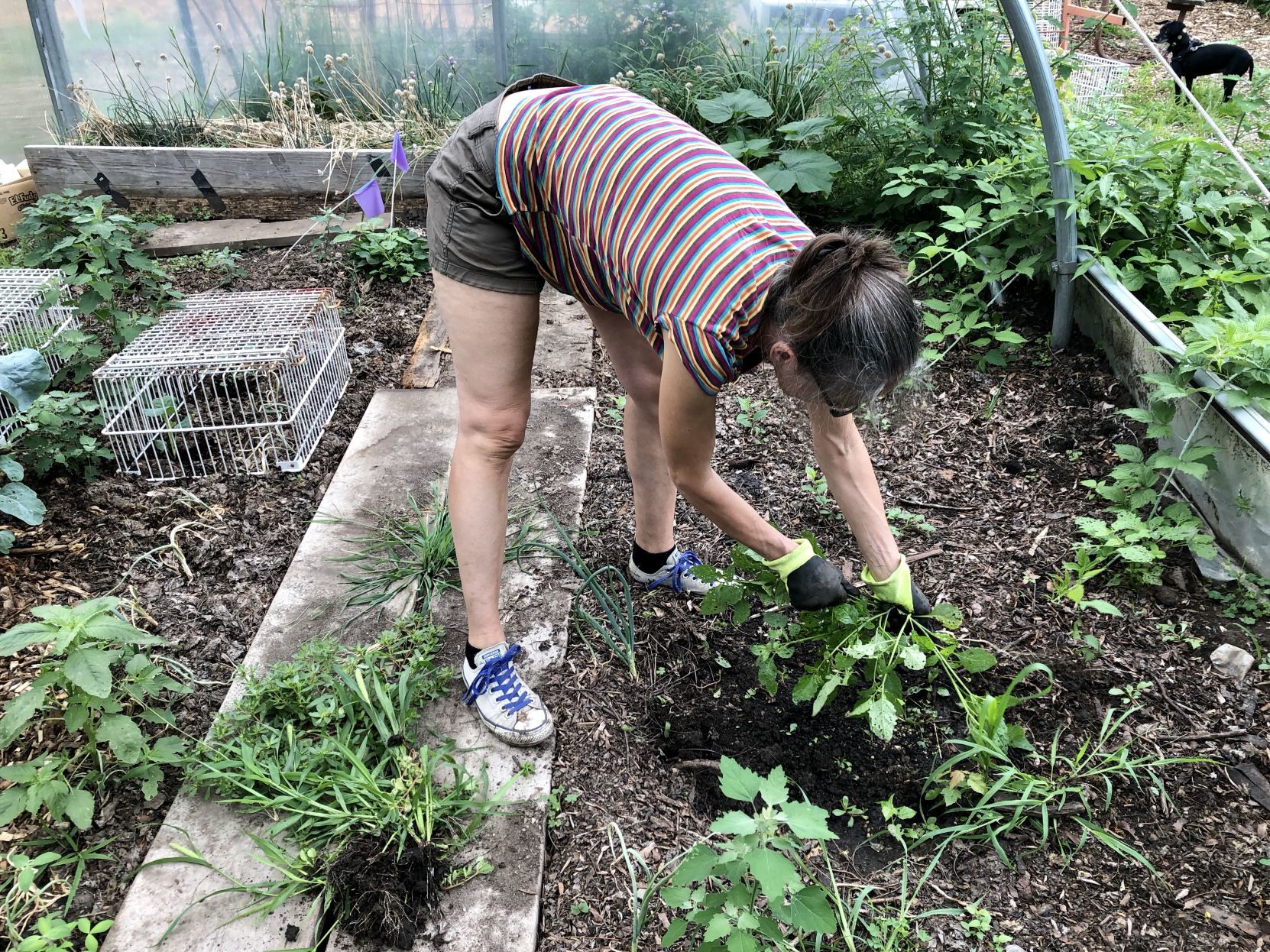 Hillview Urban Agriculture Hoop House